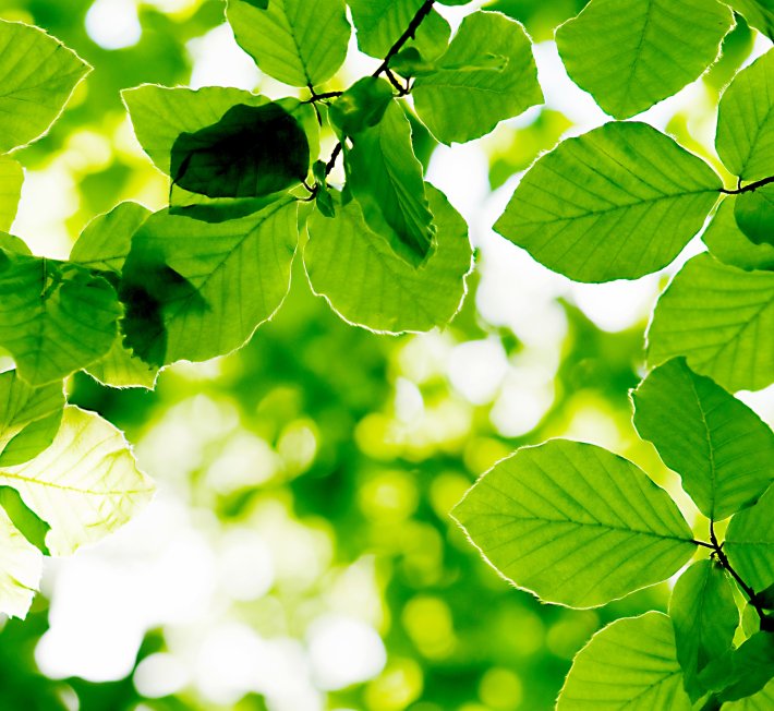 Green leaves